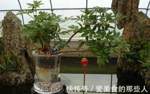 4种药片过期不要扔,教你此样做,养花效果好,谁用谁知道