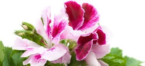 难怪|蚊子见到就掉头的洋绣球,难怪外国人都爱养,养一盆和蚊子说拜拜