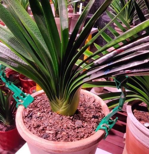 君子兰|君子兰夹箭不开花,别慌,学会这些轻松搞定