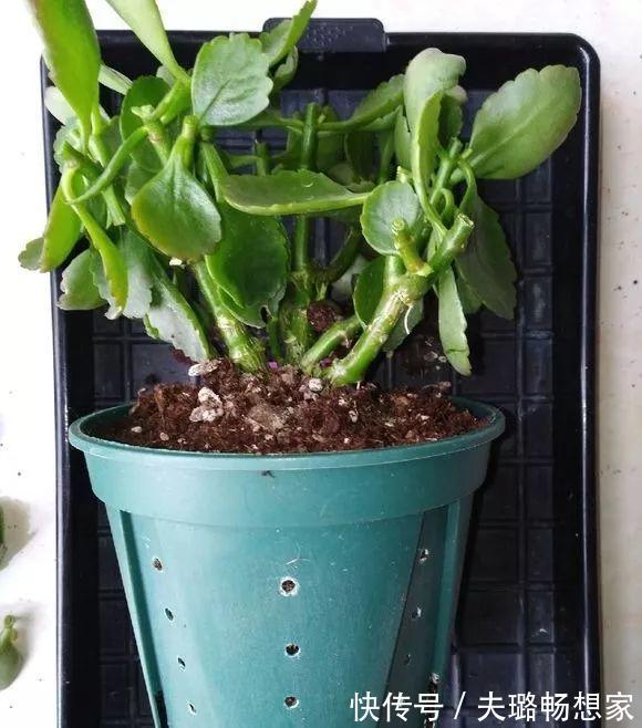 酒瓶种长寿花，阳光晒够了，3个月变老桩！