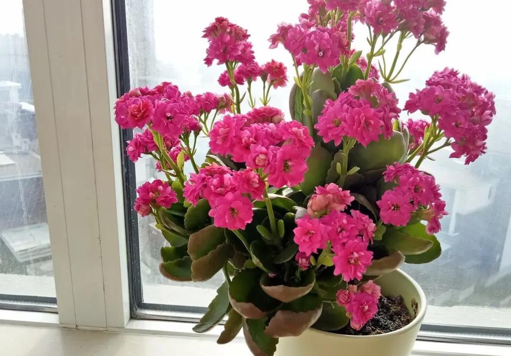 土质|养花，戒掉这些坏习惯，养啥花都简单，爆盆不成问题