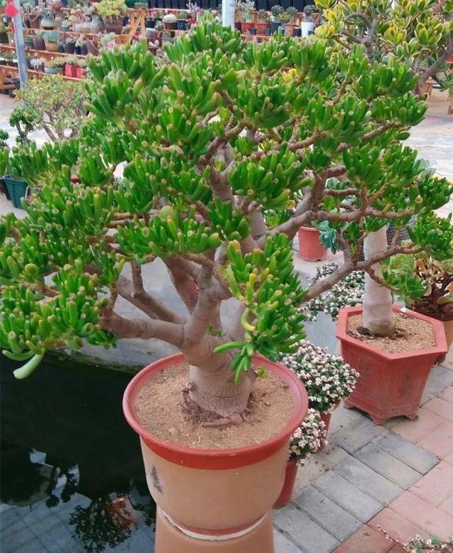 建议大家|盼着雨天来,4种花“淋淋雨”,蹭蹭长爆盆,比施肥还长得快