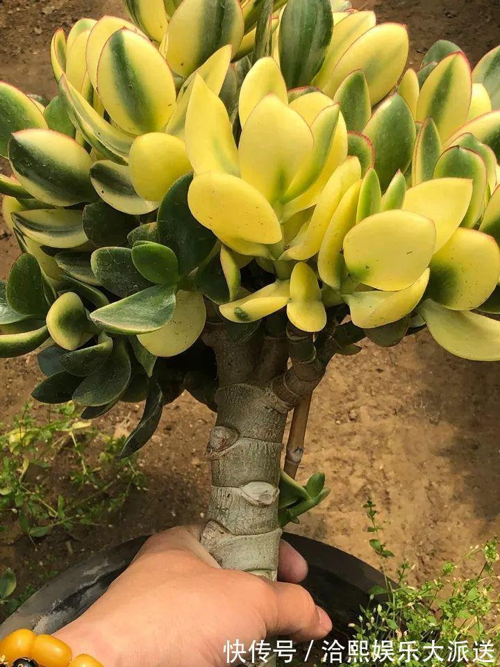 玉树|在家养玉树，记得每月砍一刀，半年长成老桩！