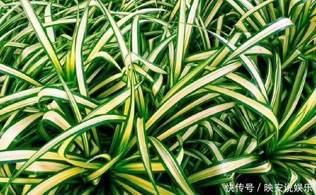 光照|吊兰“干尖黄叶”,注意3个方面“不达标”,别忽视!