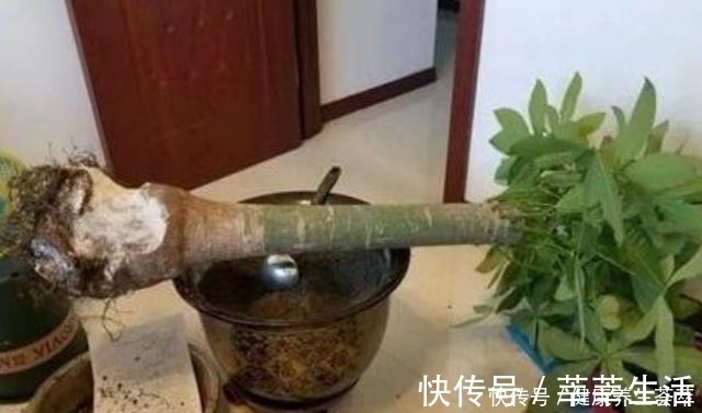 植株|这三种植物烂根了别扔掉,简单几步促新根,又是一盆健壮的植株!