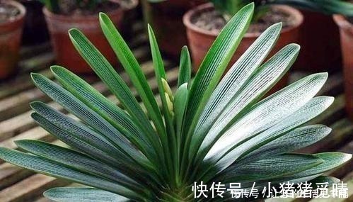 君子兰|大姐养了七年君子兰，只用3种营养肥，不花大钱也能爆盆开花！