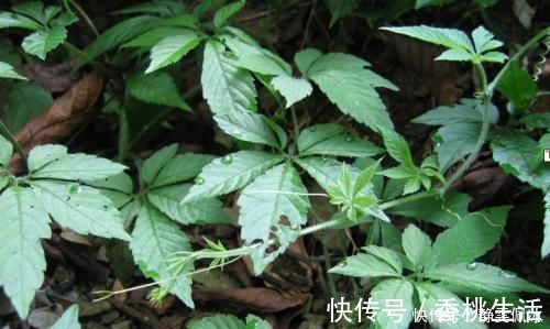 南方人参|生长在路旁,曾是开荒的拦路虎,殊不知是“南方人参”,名贵药材