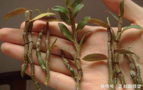 中药材|丑到当垃圾扔的盆栽,想不到竟价值过万,后悔哭都来不及了