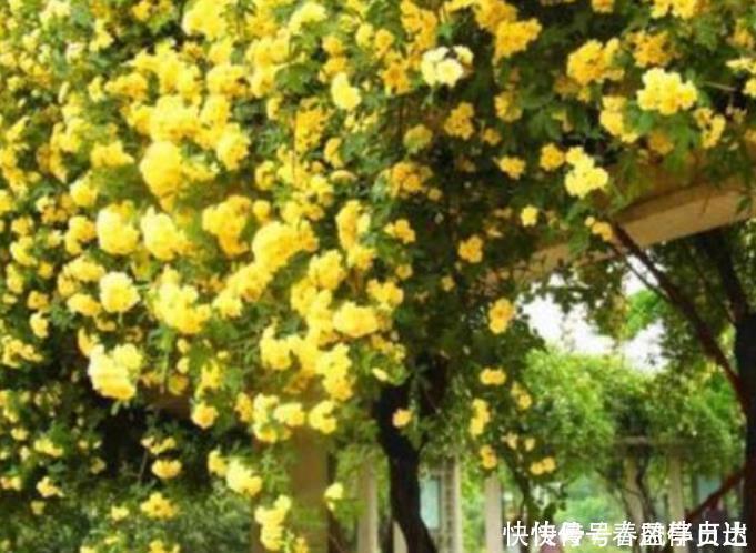 漂亮|最香的“4种花”,好养又漂亮,花香醉人,一养就上瘾