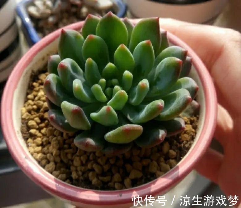 养多肉别入坑,做好四个不要,这样才能长出好状态