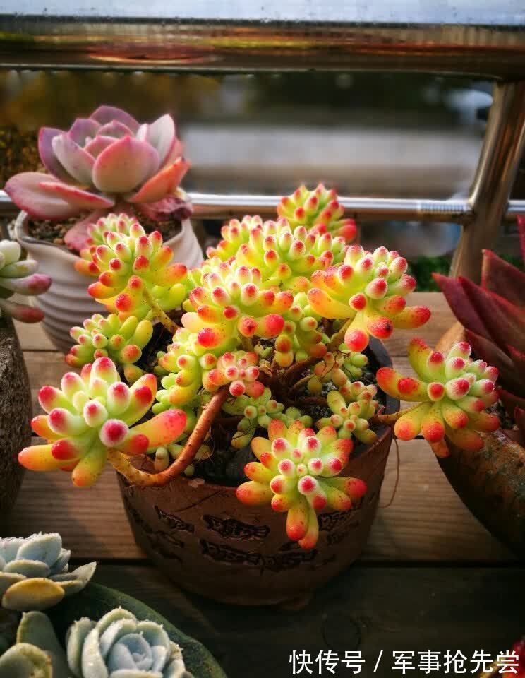 秋冬|他养多肉10多年,总结出9个易出“高价老桩”的品种,适合新手