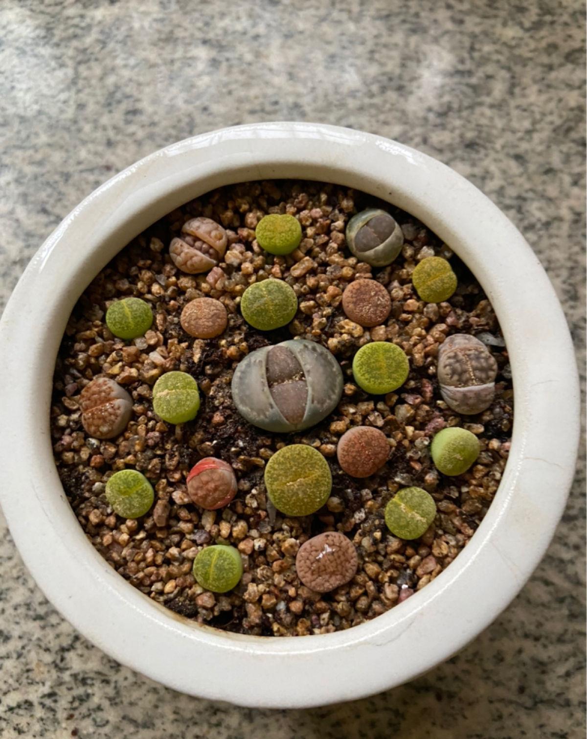 浇水|最难养的9种多肉,生病了难“医治”,新手轻易别碰