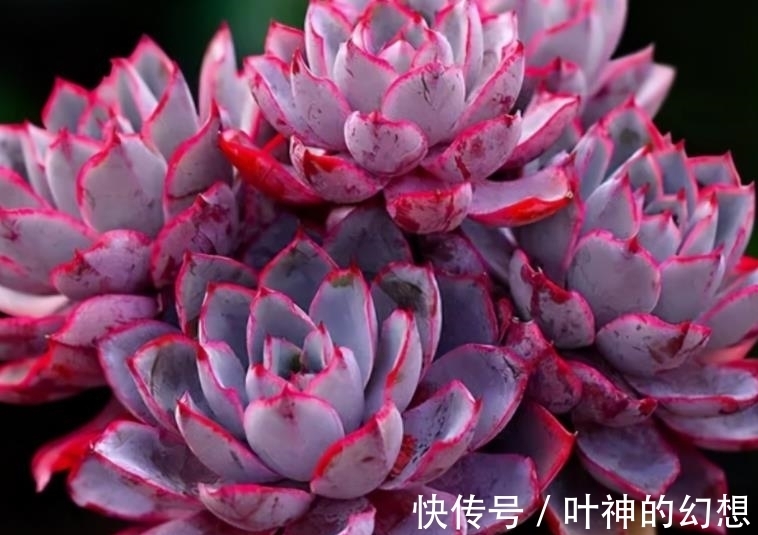 养了3年的多肉赫拉,颜色鲜红贵气逼人,轻松养成群生小老桩