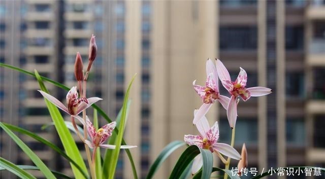 兰花喜阴、不喜光就“1点”误导了多少人,难怪兰花不开花!