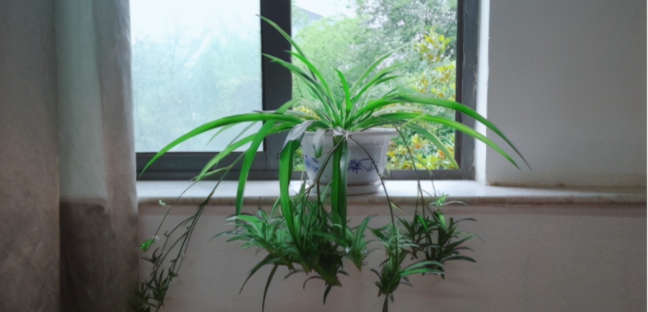 花土问题无小事,牢记3点,养花土不轻易结块,花根长得更壮实