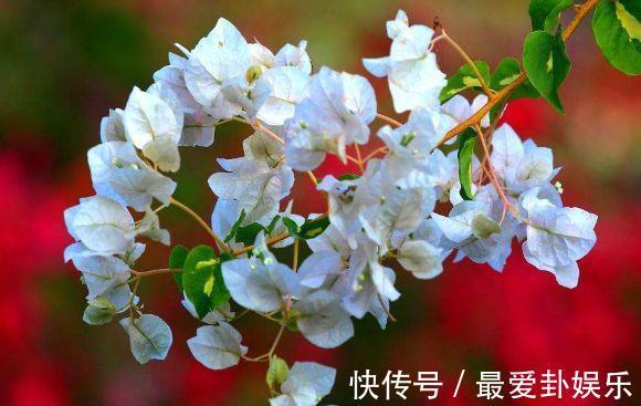 太阳花|从8月7日开始，家养此款花卉，高贵优雅，养花就养这几款