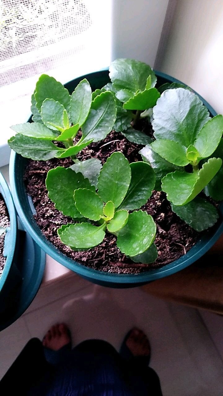 长寿花不能养得“太长寿”，难怪开花少、还容易生病