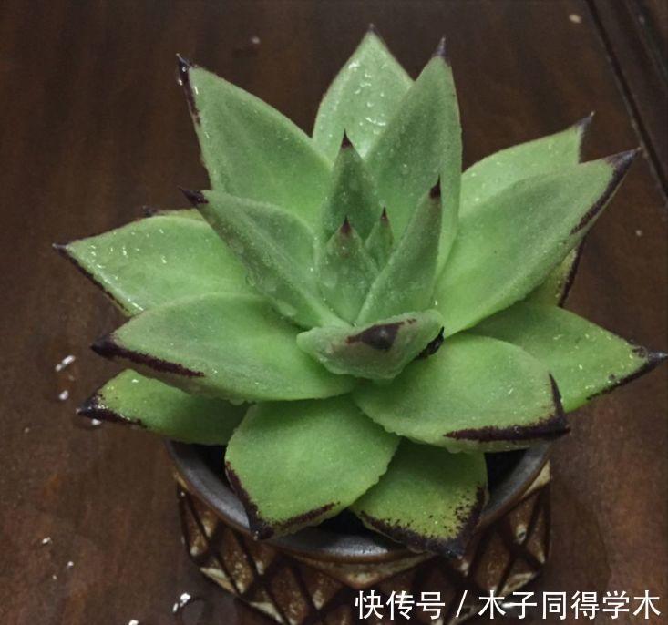 养花|这3种“漂亮花”，只能浇水，不能喷水，喷一喷都是短命鬼