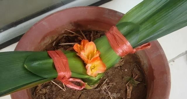  开花|4年都不开花的君子兰，没花一分钱，我让它开花了