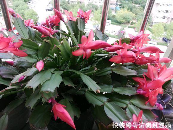 蛋壳|养蟹爪兰不开花往花盆里撒“2种废渣”,花芽长出来,开出花!