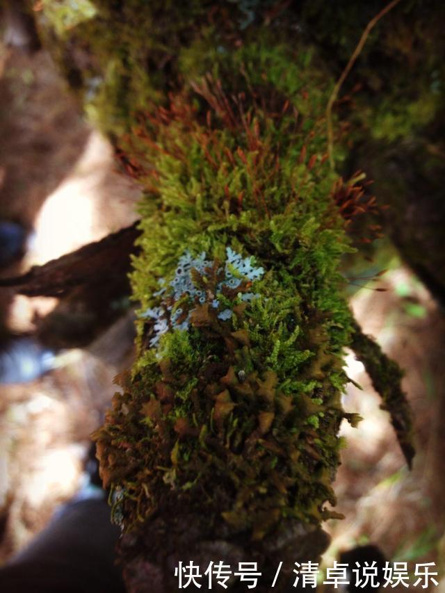 兰花少不了“苔藓”,快铺一层“水苔”,小嫩芽蹭蹭冒太喜人了