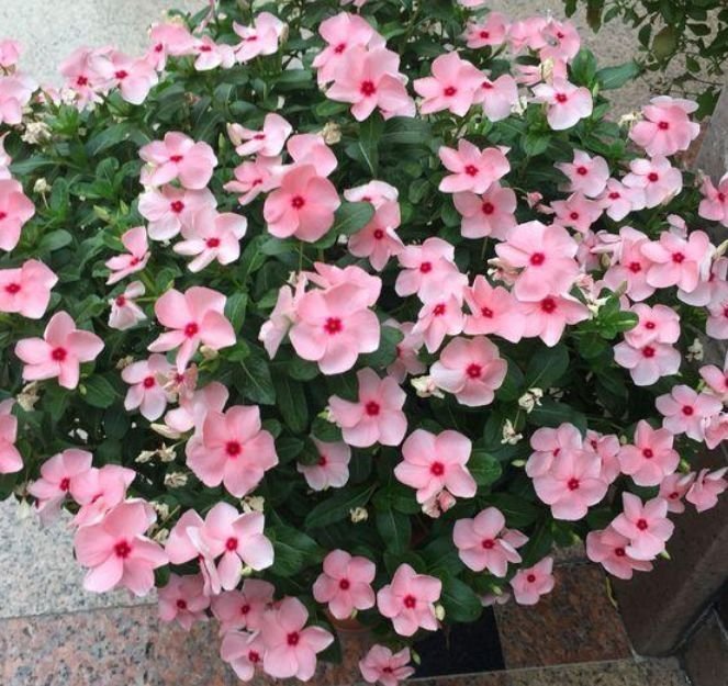 家养此款花卉,花大色艳胜玫瑰,花香四溢飘满屋,美爆了