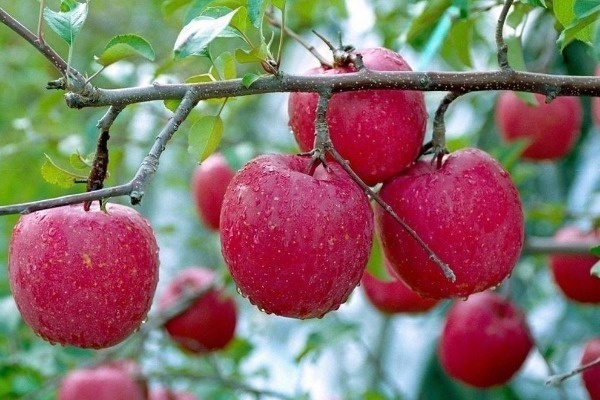 冻柿子|果农从不碰的4种水果,早被拉进“黑名单”,却还有人吃到停不下