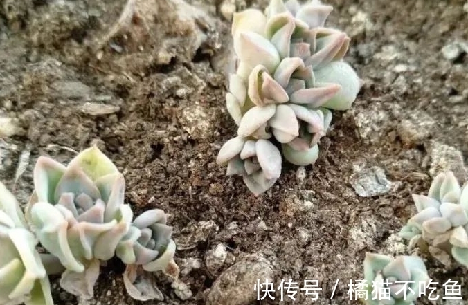 美美的大普货白牡丹虽容易相处,但使起性子来也格外刚烈