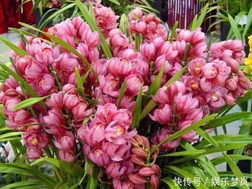 桂花|美过荷花,香过桂花,一年四季花开不断,连玫瑰都自愧不如