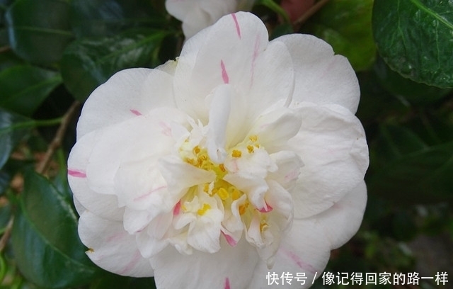 盘点白茶花的三大品种,纯白剔透!你见过么?