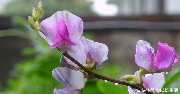 松红梅松红梅|这4种花的花期”超长“，而且开花还勤，非常好养