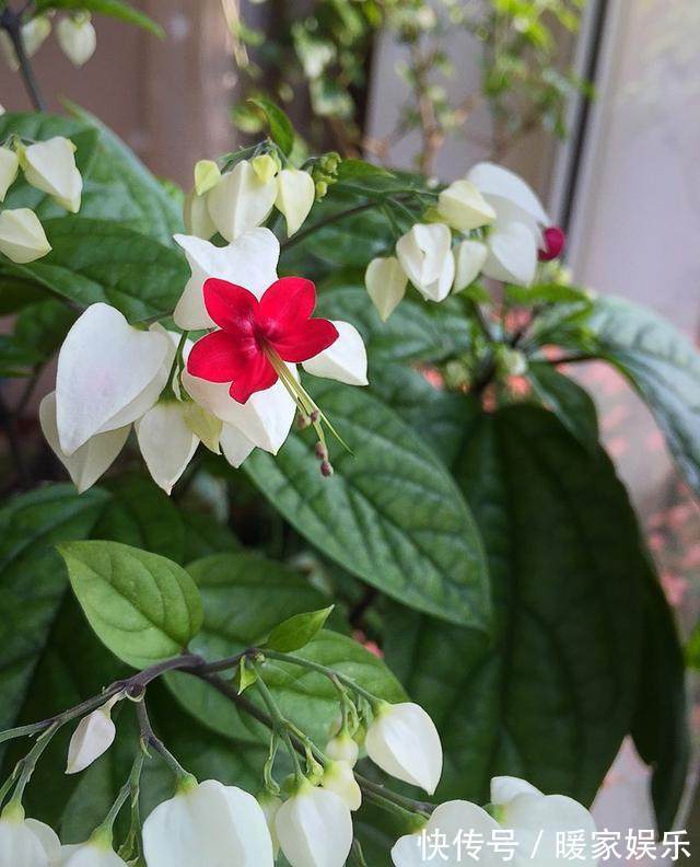 盆栽|比绿萝还好养的家居盆栽，好养易爆盆，最后一种好多人都不认识