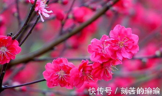 粉面|七绝(桃花赋)江南三月醉桃花,粉面娇柔艳晚霞