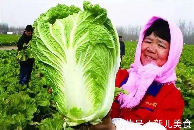 白菜|冬天白菜尽量少吃,最好不吃,很多人不清楚,吃出一身病