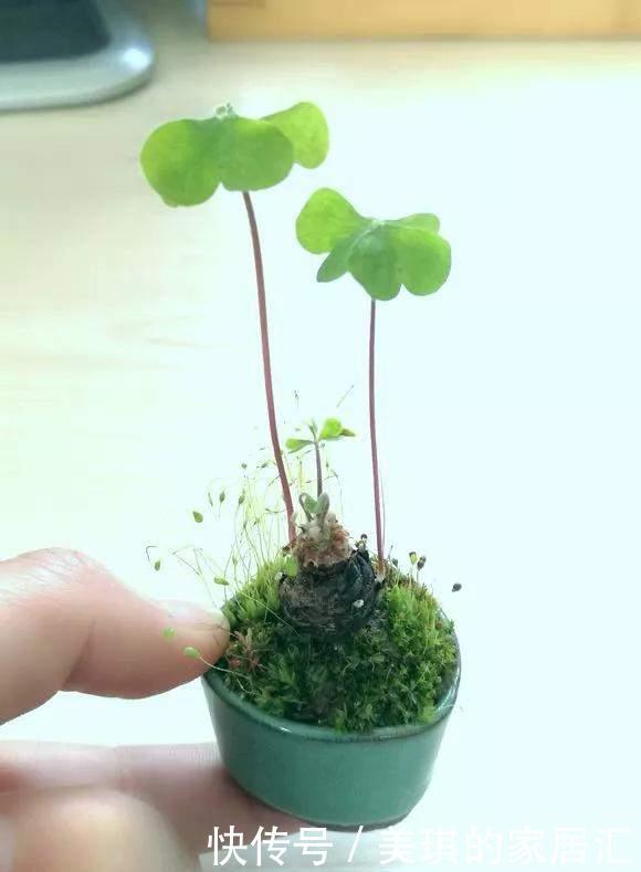 野草|路边野草,种盆里变成值钱盆景,超好养还好看