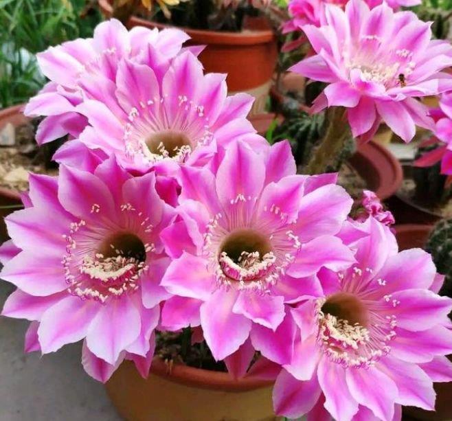 4种“懒人花卉”,越不管长得越好,个个长爆盆,比绿萝好养!