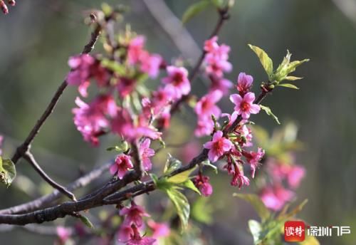 老年|美翻了！500多株樱花盛放仙湖植物园