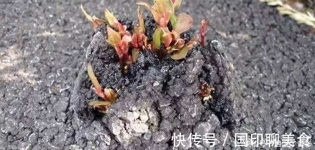 房前屋后看见这草,赶紧连根除掉,要不然有大麻烦!