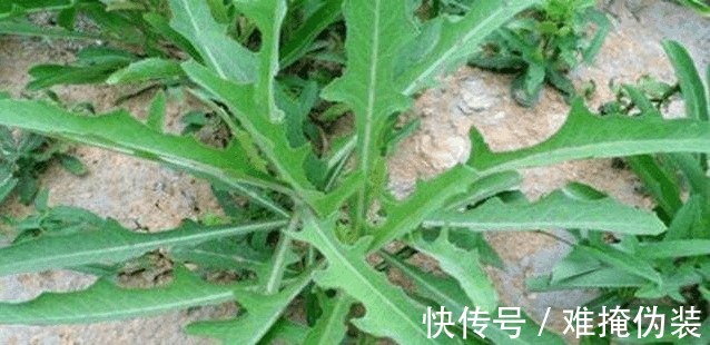 野菜|农村一野菜，味道虽苦但很多人喜欢吃，相传皇帝也称赞