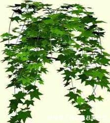 观叶植物大全,也是不需要操心开花的问题