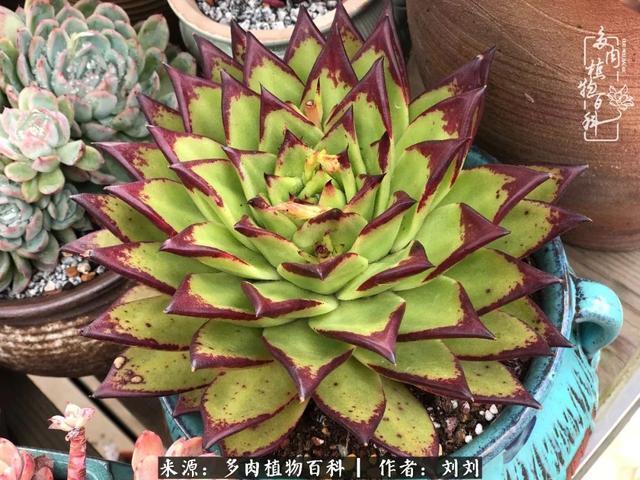 爱多肉,爱生活,我们是一群快乐的养肉人!