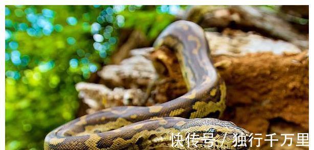 大战!故事:雷雨天,道士上山,和一条蛟龙大战一场