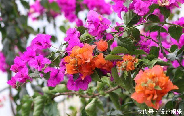 扦插三角梅不生根别“手贱”,有“耐心”,扦插一棵活一棵