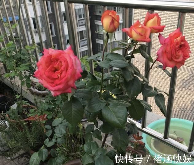 月季、茉莉花有蚜虫用上“3个技巧”,统统都消灭,太实用!