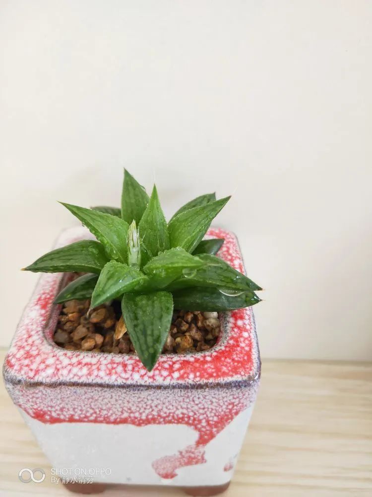 状态一般的多肉们，在我这儿已经是最美的存在了！