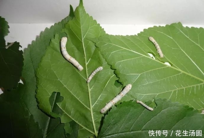 桑叶”植物之王“泡水喝好处多多,但2种人却不