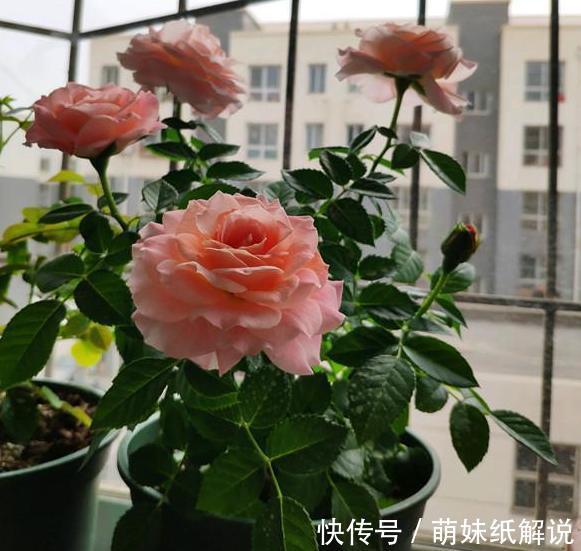 养花坏习惯''害了''家里的盆栽摆脱4个臭毛病,个个越长越旺