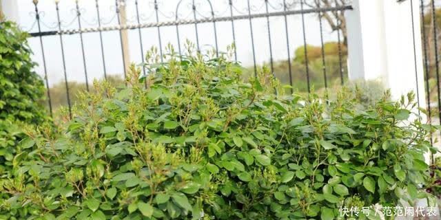 天狼说月季丨花苞透色了?别愣着呀,这些活你都做了吗