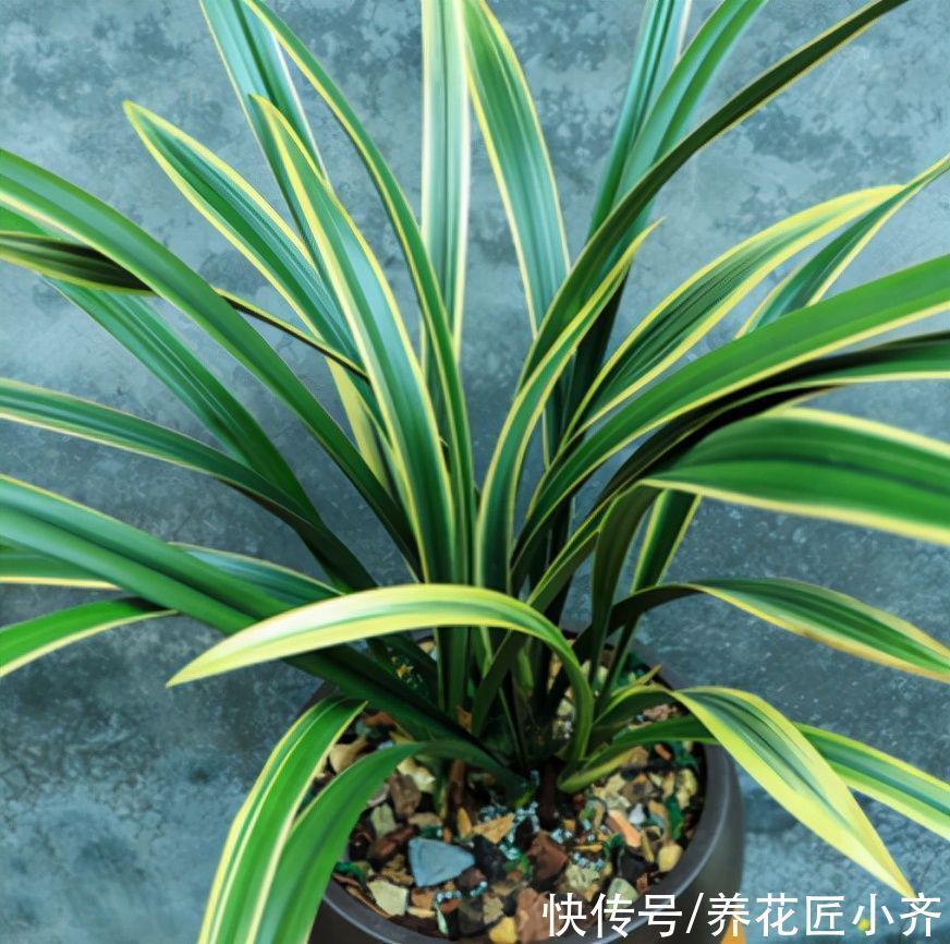 秋季兰花养护截然不同,通过3点入手,合理改变才能发新芽长花苞