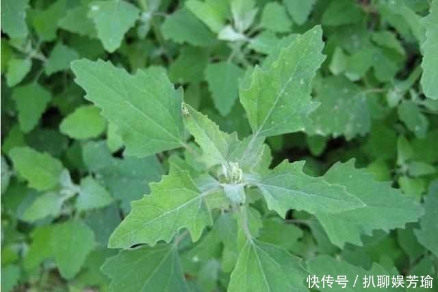 农村这些野菜，你吃的对么